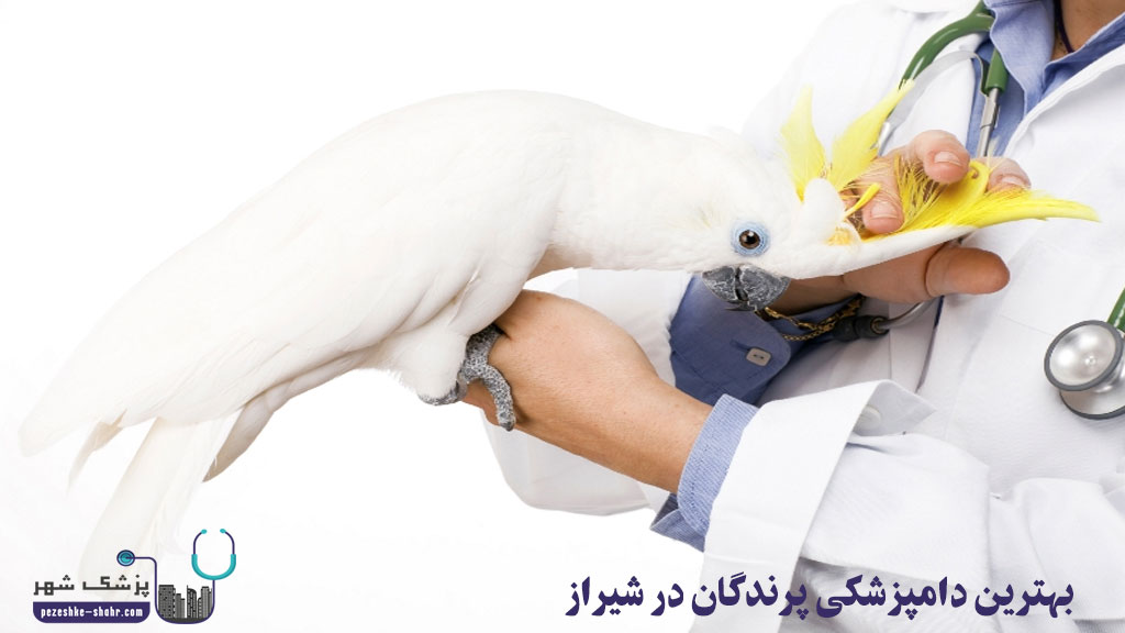 بهترین دامپزشکی پرندگان در شیراز