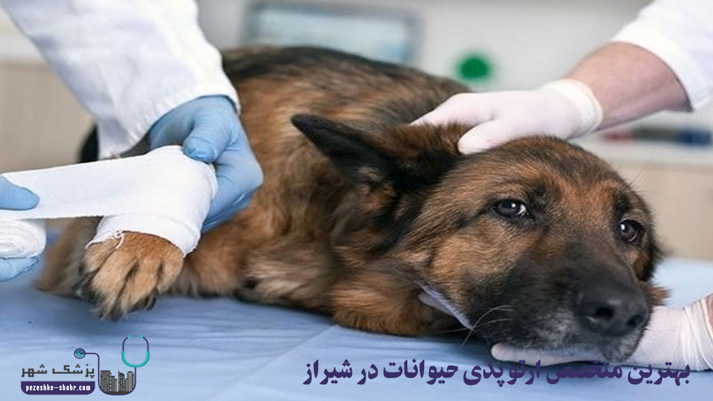بهترین متخصص ارتوپدی حیوانات در شیراز