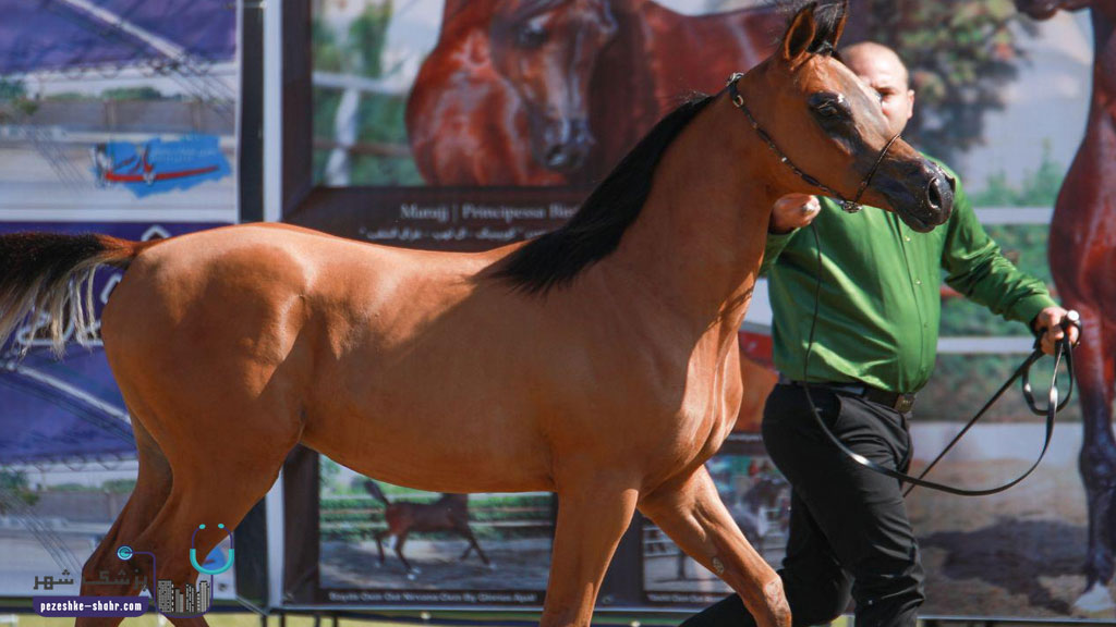 پانسیون نگهداری و پرورش اسب در شیراز