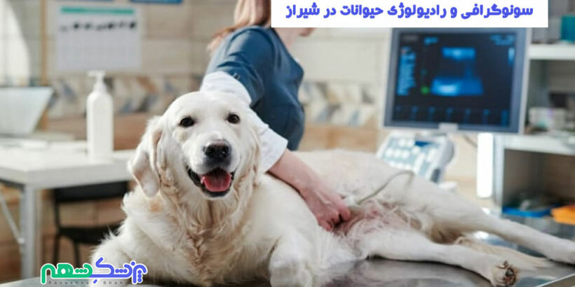 سونوگرافی و رادیولوژی حیوانات در شیراز