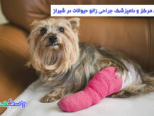 جراحی زانو حیوانات در شیراز