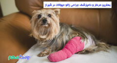 جراحی زانو حیوانات در شیراز