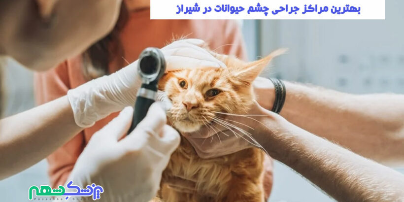 جراحی چشم حیوانات در شیراز