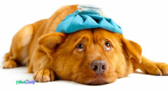 بیماری لایم در سگ های خانگی و انواع روش های درمان