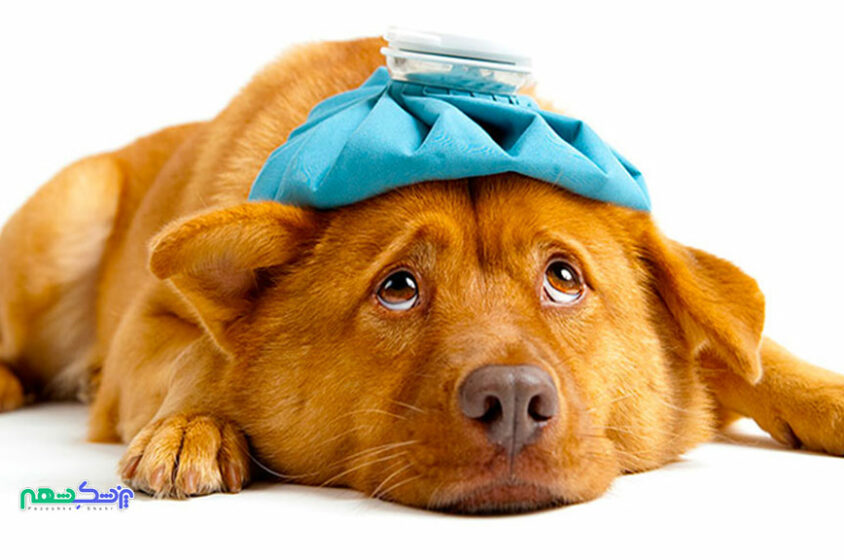 بیماری لایم در سگ های خانگی و انواع روش های درمان